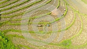 Rice Field Terrace Aerial Shot. Philippines.