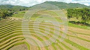 Rice Field Terrace Aerial Shot. Philippines.