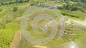 Rice Field Terrace Aerial Shot. Philippines.