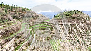 rice field on terraced hill in Dazhai country