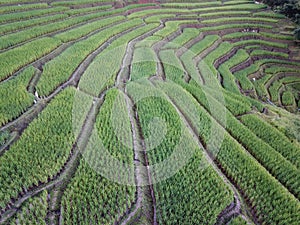 Rice field Terraces.