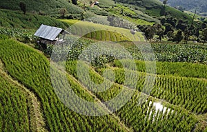 Rice field Terraces