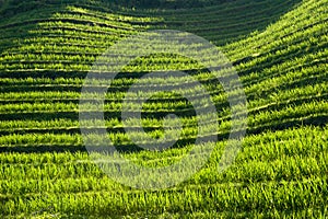 RICE FIELD TERRACES