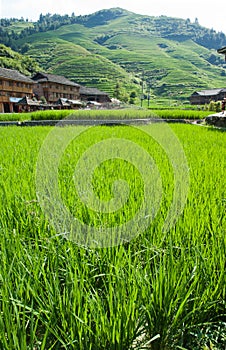 RICE FIELD TERRACES