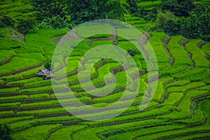 Rice Field Terraces