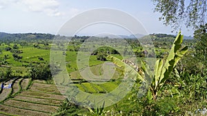 Rice field terraces