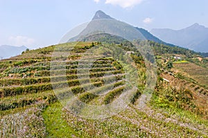 Rice field terraces