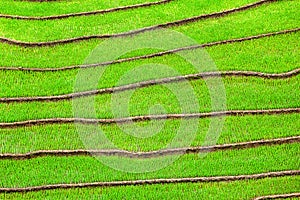 Rice field terraces