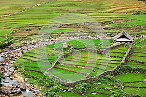 Rice field terraces