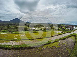 Rice field terraces, Bali, Indonesia