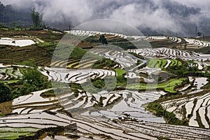 Rice field terraces in the clouds. Sapa, Lao Cai Province, north-west Vietnam