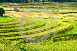 Rice field terraces with cottage in valley at rural