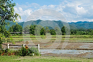 Rice field terraces in doi inthanon, Ban Mae Aeb Chiangmai