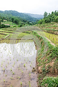 Rice field terraces in doi inthanon, Ban Mae Aeb Chiangmai Thai photo