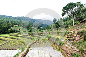 Rice field terraces in doi inthanon, Ban Mae Aeb Chiangmai Thai photo