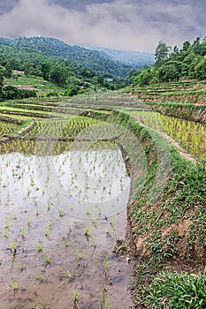 Rice field terraces in doi inthanon, Ban Mae Aeb Chiangmai Thailand photo