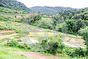 Rice field terraces in doi inthanon, Ban Mae Klang Luang Chiangmai