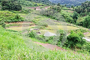 Rice field terraces in doi inthanon, Ban Mae Klang Luang Chiangmai