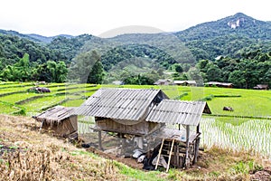 Rice field terraces in doi inthanon, Ban Mae Klang Luang Chiangmai