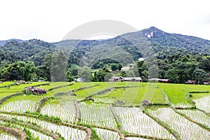 Rice field terraces in doi inthanon, Ban Mae Klang Luang Chiangmai