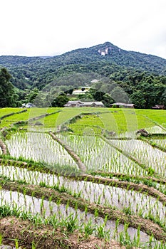 Rice field terraces in doi inthanon, Ban Mae Klang Luang Chiangmai