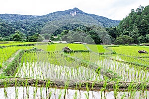 Rice field terraces in doi inthanon, Ban Mae Klang Luang Chiangmai