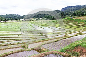 Rice field terraces in doi inthanon, Ban Mae Klang Luang Chiangmai