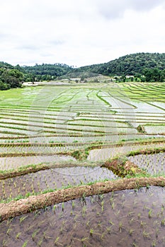 Rice field terraces in doi inthanon, Ban Mae Klang Luang Chiangmai