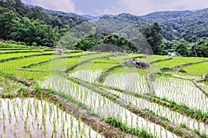 Rice field terraces in doi inthanon, Ban Mae Klang Luang Chiangmai Thailand