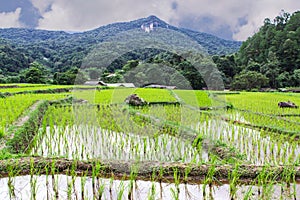 Rice field terraces in doi inthanon, Ban Mae Klang Luang Chiangmai Thailand