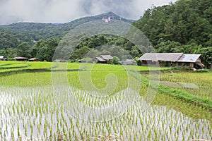 Rice field terraces in doi inthanon, Ban Mae Klang Luang Chiangmai Thailand