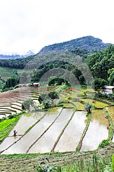Rice field terraces in doi inthanon, Ban Pha Mon Chiangmai Thailand