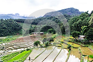 Rice field terraces in doi inthanon, Ban Pha Mon Chiangmai Thailand