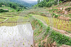 Rice field terraces in doi inthanon, Ban Sob Aeb Chiangmai Thai photo