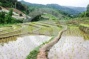 Rice field terraces in doi inthanon, Ban Sob Aeb Chiangmai Thai photo
