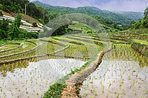 Rice field terraces in doi inthanon, Ban Sob Aeb Chiangmai Thailand photo