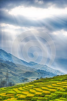 Rice field terraces with gorgeous blue sky