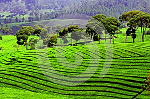 Rice field terraces in Indonesia