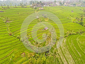 Rice Field Terraces and Indonesian Village. Aerial View