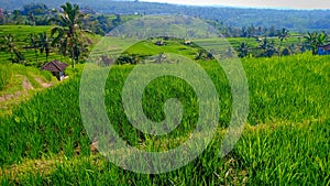 Rice field terraces in Jatiluwih village, Bali