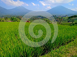 Rice field terraces in Jatiluwih village, Bali