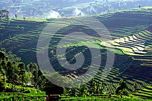 Rice field terraces in Java