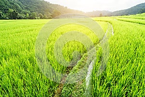 Rice field terraces at Mae Klang Luang, Chiangmai province