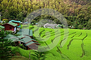 Rice field terraces at Mae Klang Luang, Homestay Chiangmai, Thailand