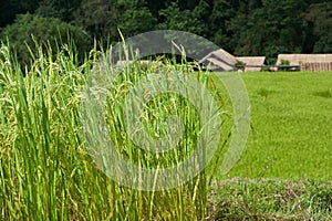 Rice field terraces on mountain .