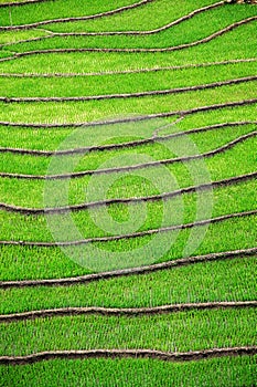 Rice field terraces. Near Sapa, Mui Ne