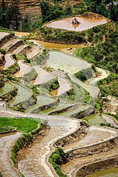 Rice field terraces. Near Sapa, Vietnam