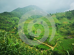 rice field terraces in northern Vietnam near Sapa