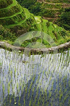 Rice field terraces in philippines