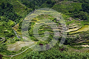 Rice field terraces in philippines